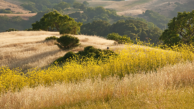 Severe Seasonal Allergies in Southern California